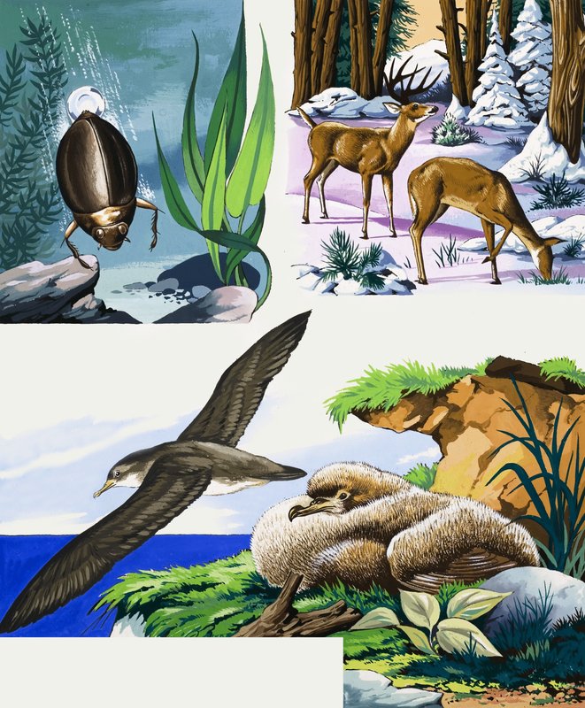 مونتاج الحياة البرية بواسطة مدرسة اللغة الإنجليزية