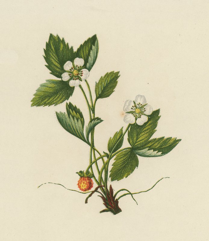 خشب الفراولة ، Fragaria Vesca (لون ليثو) بواسطة مدرسة اللغة الإنجليزية
