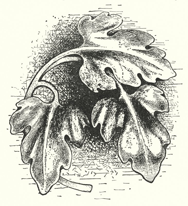 Wood carving: Leaf (engraving) بواسطة مدرسة اللغة الإنجليزية