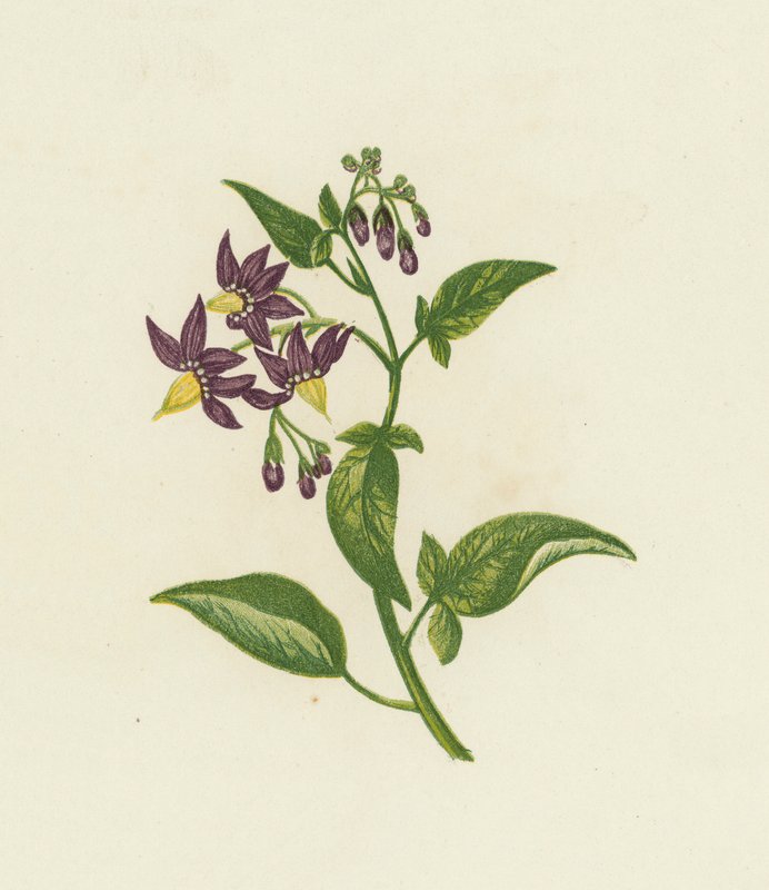 الباذنجان الخشبي ، أو الحلو المر ، Solanum Dulcamara (لون ليثو) بواسطة مدرسة اللغة الإنجليزية
