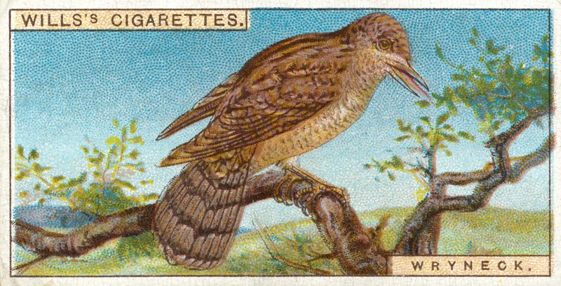 Wryneck بواسطة مدرسة اللغة الإنجليزية