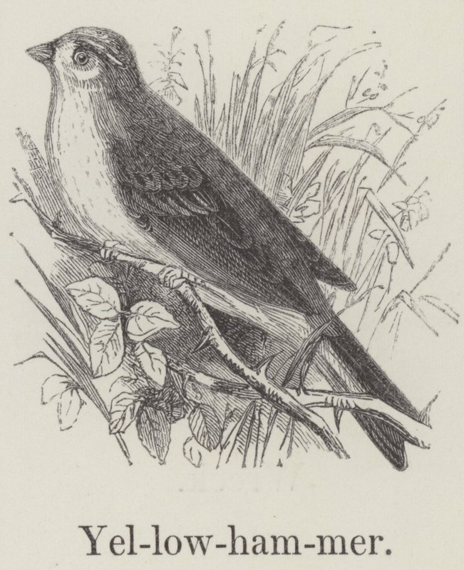 Yellowhammer (نقش) بواسطة مدرسة اللغة الإنجليزية
