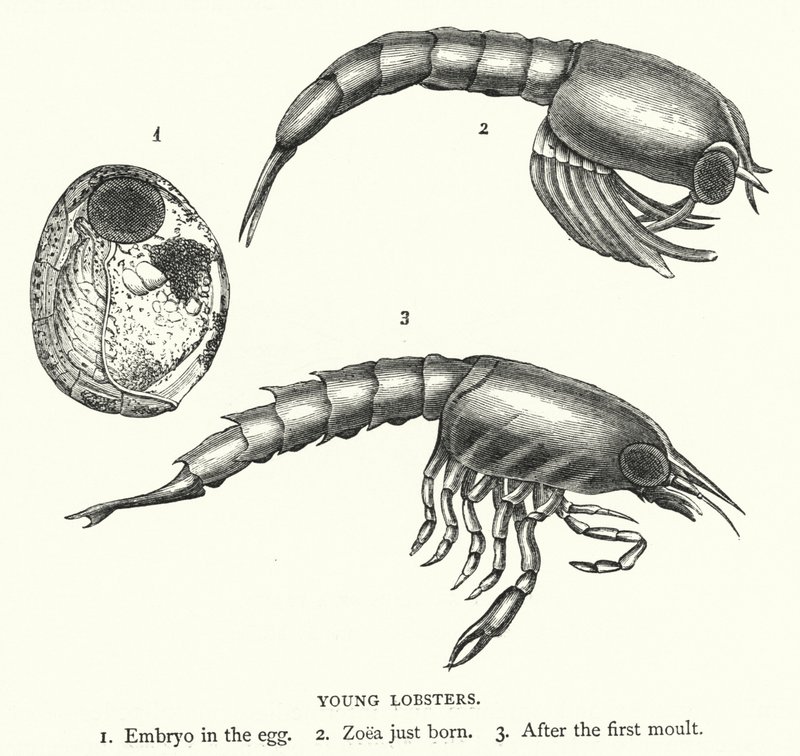 Young Lobsters (engraving) بواسطة مدرسة اللغة الإنجليزية