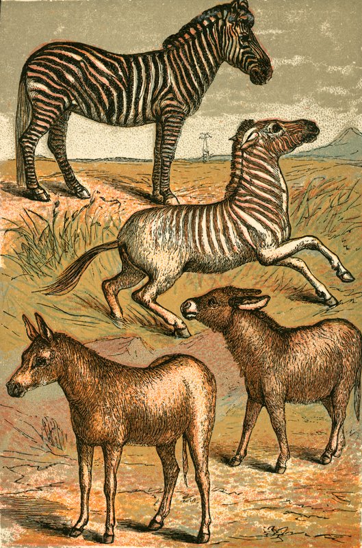 الحمار الوحشي ، الحمار الوحشي ، Quagga والحمار المشترك بواسطة مدرسة اللغة الإنجليزية