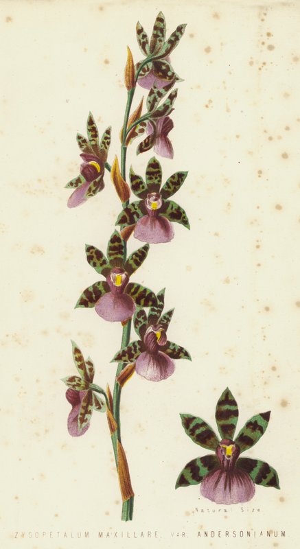Zygopetalum Maxillare ، Var Andersonianum بواسطة مدرسة اللغة الإنجليزية