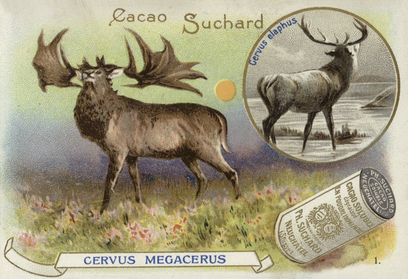 Megaloceros والغزلان الأحمر بواسطة المدرسة الأوروبية