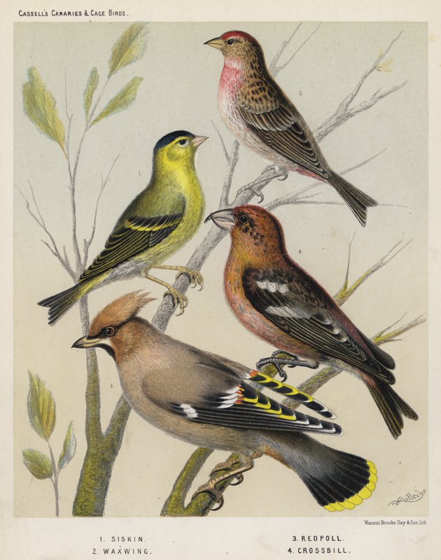 Siskin ، Waxwing ، Redpoll ، Crossbill بواسطة المدرسة الأوروبية