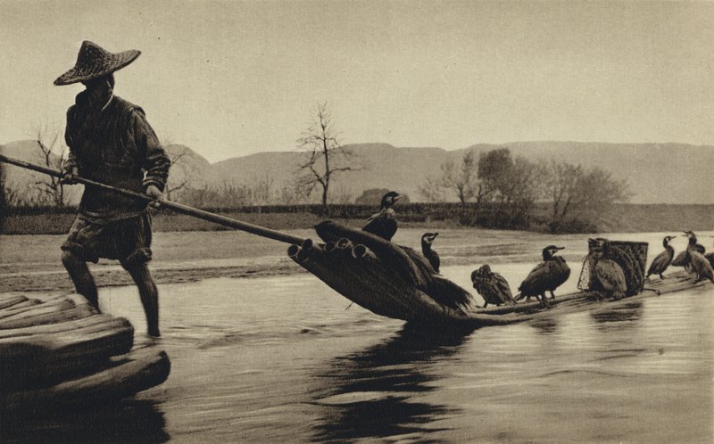 China, fishing by cormorants (b/w photo) بواسطة المصور الأوروبي