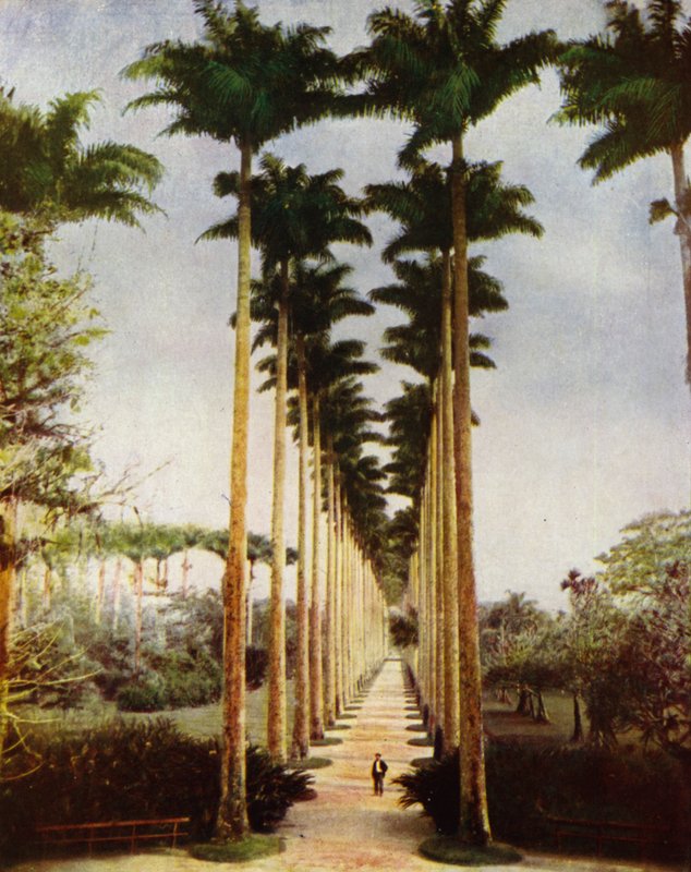 Rio de Janeiro, the famous palm avenue (photo) بواسطة المصور الأوروبي
