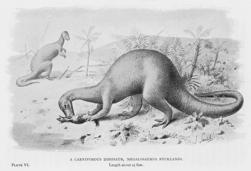 ديناصور آكل اللحوم ، Megalosaurus Bucklandi (litho) بواسطة المدرسة الأوروبية