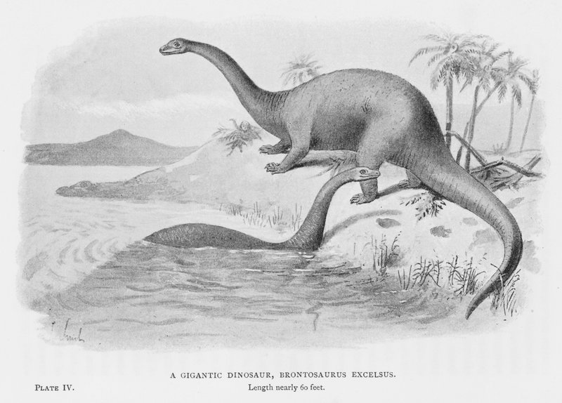 الديناصور العملاق ، Brontosaurus مرتفع (الليثيوم) بواسطة المدرسة الأوروبية