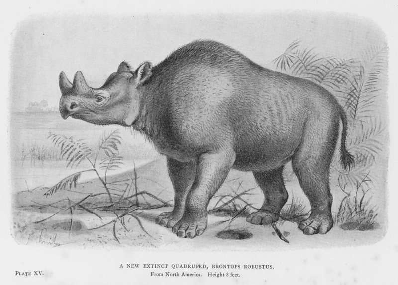 منقرض جديد رباعي الأرجل ، Brontops Robustus (litho) بواسطة المدرسة الأوروبية