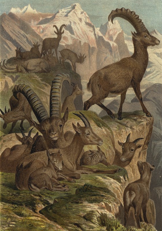 Alpensteinbock بواسطة المدرسة الأوروبية
