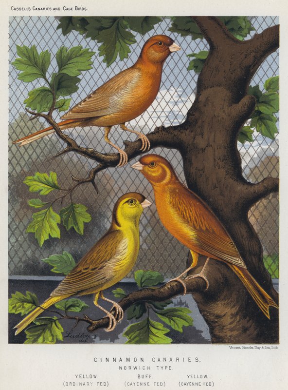 Canaryon Canaries، Norwich Type، Yellow، Ordinary Fed، Buff، Cayenne Fed، Yellow، Cayenne Fed بواسطة المدرسة الأوروبية