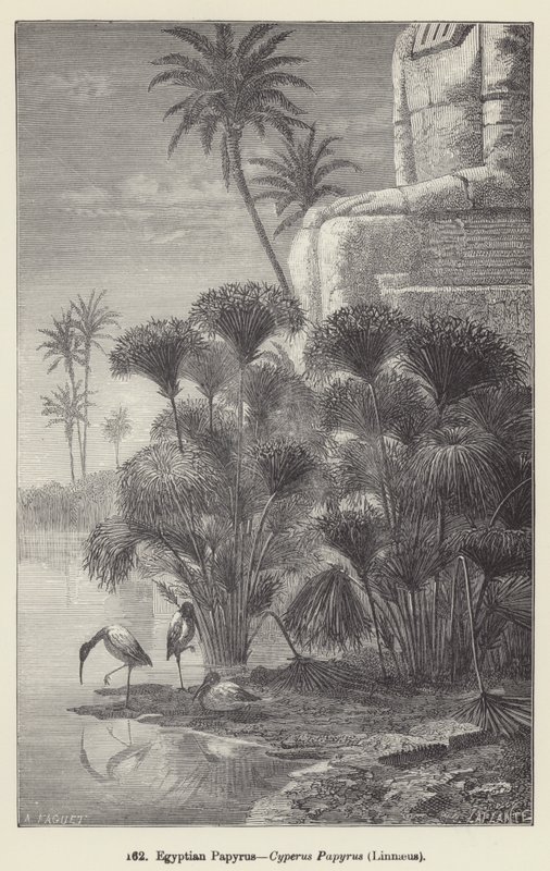 بردية مصرية ، Cyperus Papyrus ، Linnaeus (نقش) بواسطة المدرسة الأوروبية