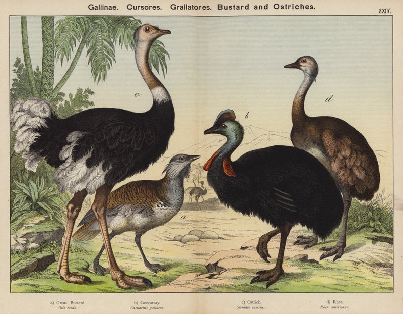 Gallinae ، Cursores ، Grallatores ، الحبارى والنعام (لون ليثو) بواسطة المدرسة الأوروبية