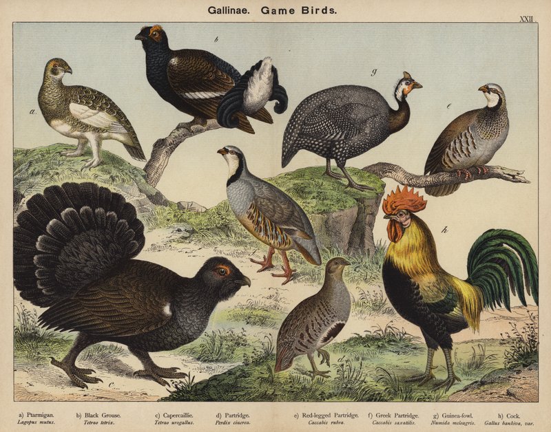 Gallinae ، لعبة الطيور بواسطة المدرسة الأوروبية