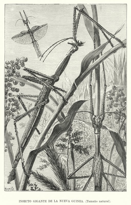 Giant insect of New Guinea (litho) بواسطة المدرسة الأوروبية