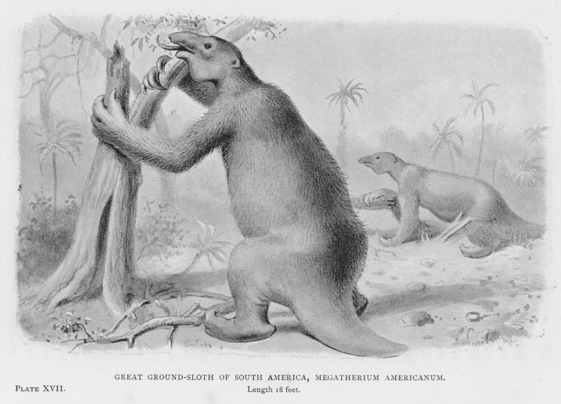 الكسل الأرضي العظيم في أمريكا الجنوبية ، Megatherium Americanum (litho) بواسطة المدرسة الأوروبية