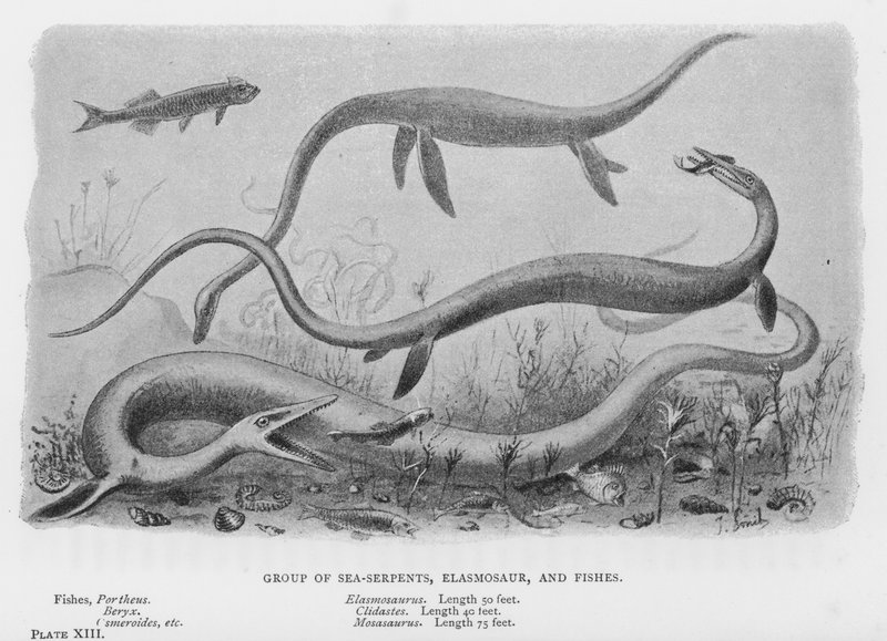 مجموعة من ثعابين البحر ، و Elasmosaur ، والأسماك (litho) بواسطة المدرسة الأوروبية