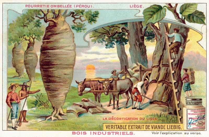 حصاد اللحاء من الأشجار في بيرو (Chromolitho) بواسطة المدرسة الأوروبية