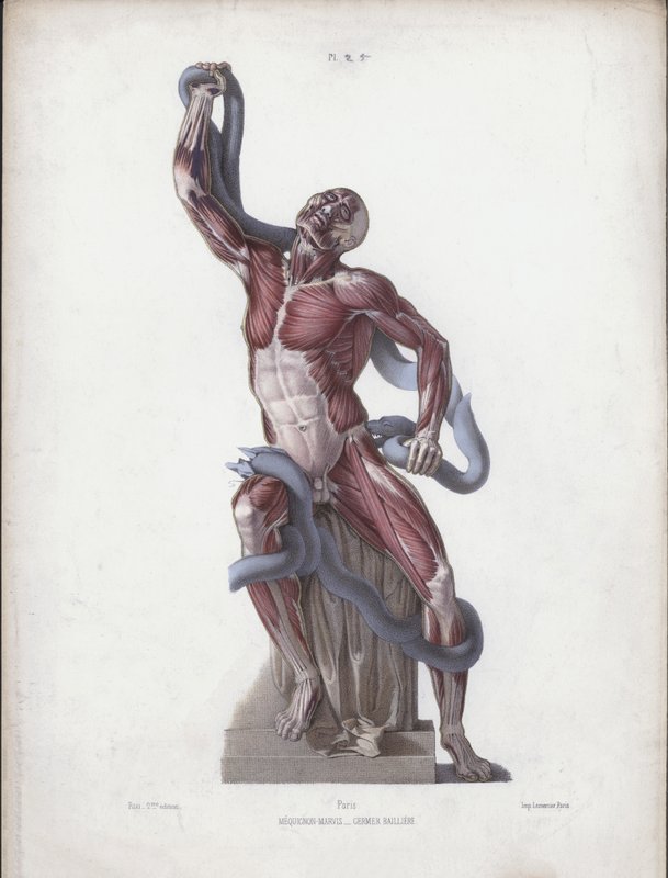 توضيح لتشريح الأشكال الخارجية للإنسان: Laocoon (لون ليثو) بواسطة المدرسة الأوروبية