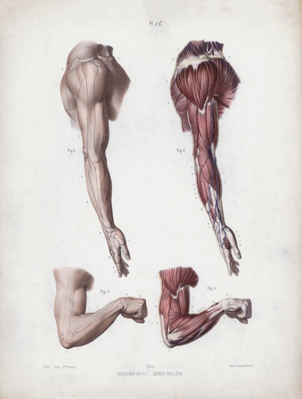 Illustration for The Anatomy of the External Forms of Man: Male arm and hands (colour litho) بواسطة المدرسة الأوروبية