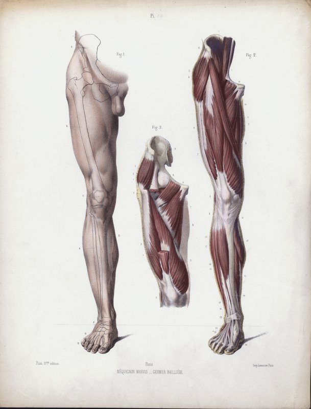 Illustration for The Anatomy of the External Forms of Man: Male leg, front view (colour litho) بواسطة المدرسة الأوروبية