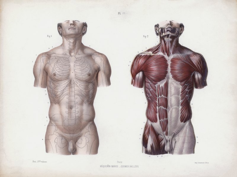 Illustration for The Anatomy of the External Forms of Man: Male torso, front view (colour litho) بواسطة المدرسة الأوروبية