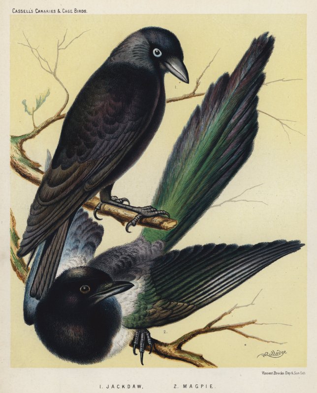 Jackdaw ، العقعق (لون ليثو) بواسطة المدرسة الأوروبية