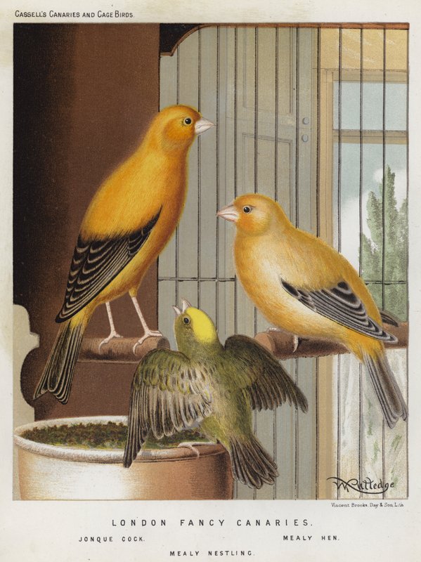 London Fancy Canaries ، Jonque Cock ، Mealy Hen ، Mealy Nestling (لون ليثو) بواسطة المدرسة الأوروبية