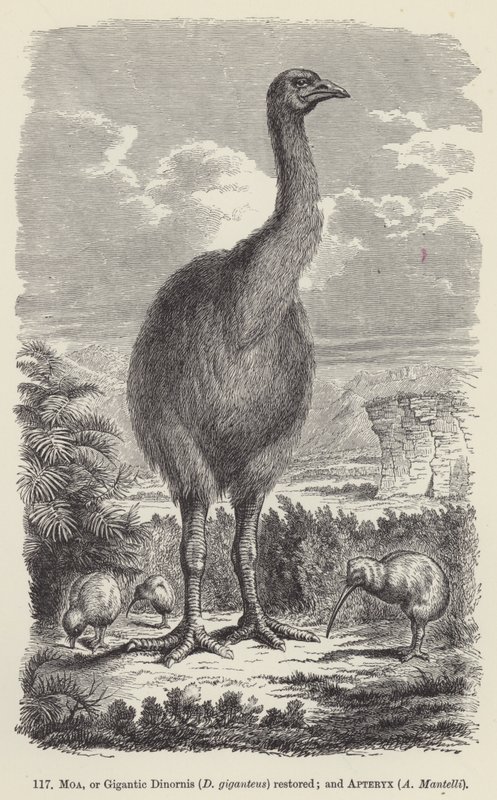 استعادة Moa ، أو Dinornis العملاق (D giganteus) ؛ و أبتريكس ، مانتيلي (نقش) بواسطة المدرسة الأوروبية