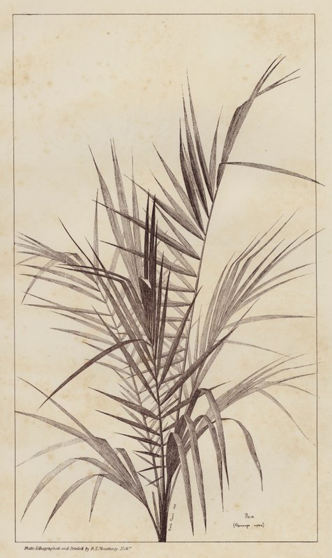 النخيل ، Chamaerops Exelsa (litho) بواسطة المدرسة الأوروبية