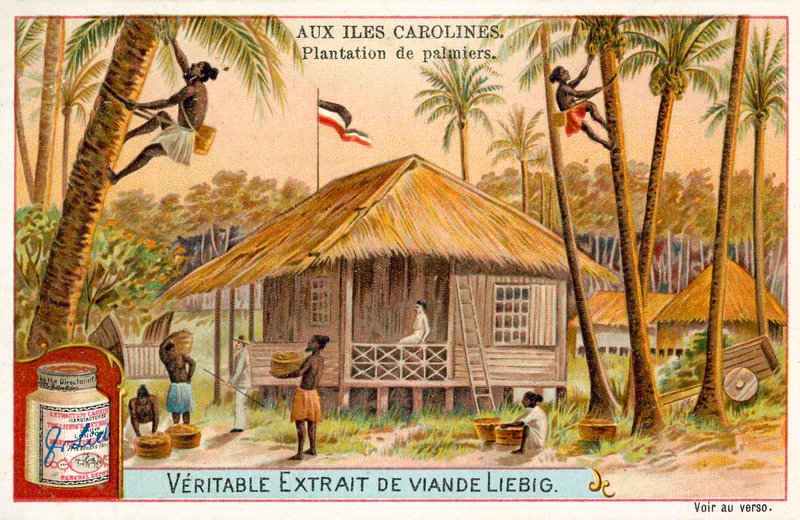 Palm plantation, Caroline Islands (chromolitho) بواسطة المدرسة الأوروبية