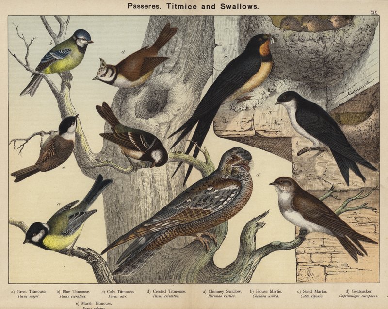 العابرة ، Titmice و Swallows (لون ليثو) بواسطة المدرسة الأوروبية
