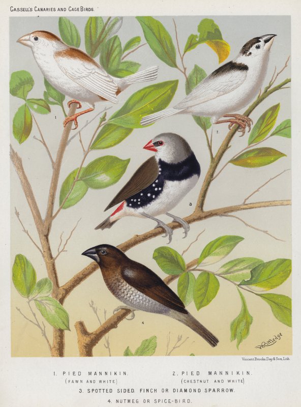 Pied Mannikin ، الظبي والأبيض ، الكستنائي والأبيض ، العصفور المرقط أو الماس Sparrow ، جوزة الطيب أو Spice-Bird (لون ليثو) بواسطة المدرسة الأوروبية