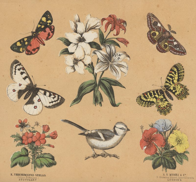 Scraps for Juveniles (colour litho) بواسطة المدرسة الأوروبية