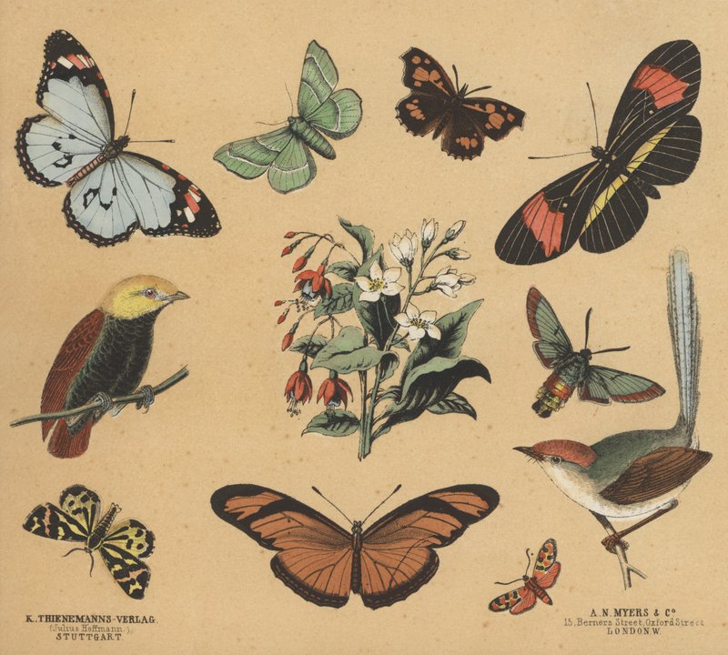 Scraps for Juveniles (colour litho) بواسطة المدرسة الأوروبية