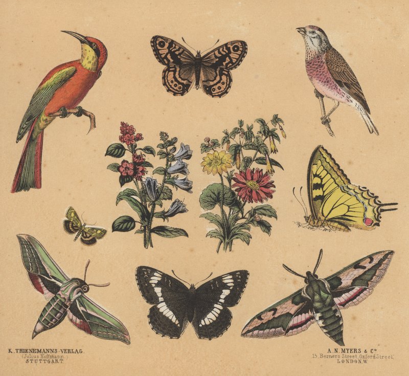 Scraps for Juveniles (colour litho) بواسطة المدرسة الأوروبية