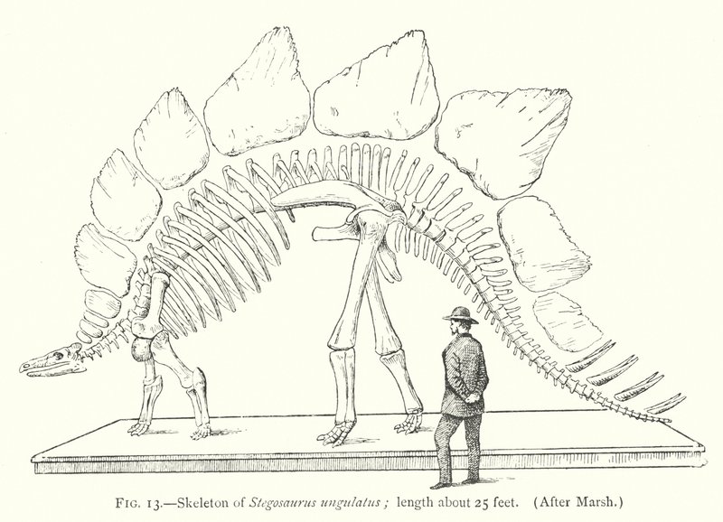هيكل عظمي لـ Stegosaurus ungulatus (ليثو) بواسطة المدرسة الأوروبية
