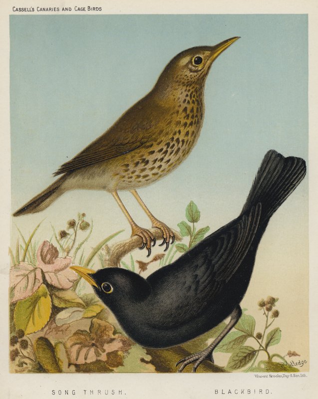 أغنية Thrush ، Blackbird (لون ليثو) بواسطة المدرسة الأوروبية