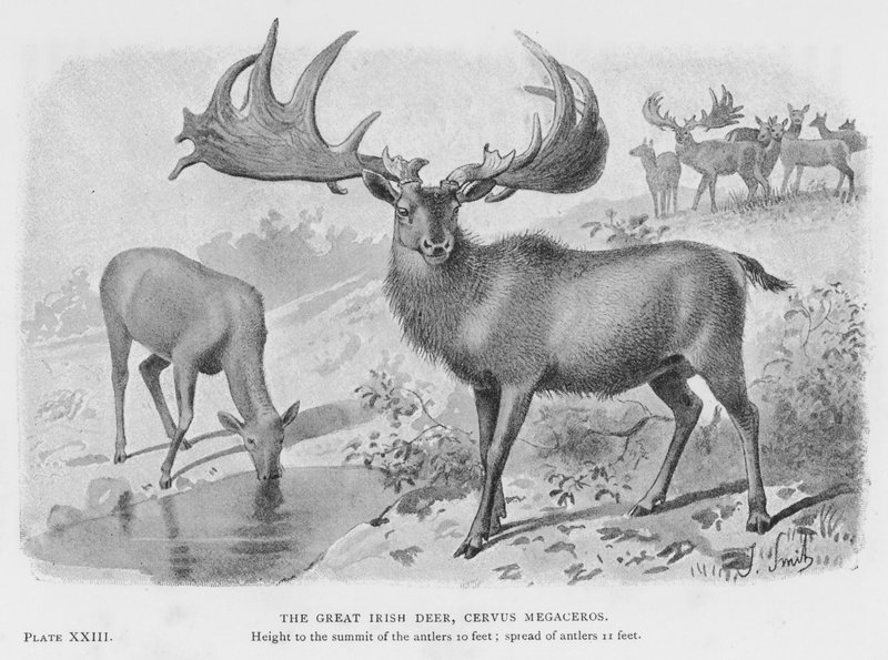 الأيل الأيرلندي العظيم ، Cervus Megaceros (litho) بواسطة المدرسة الأوروبية