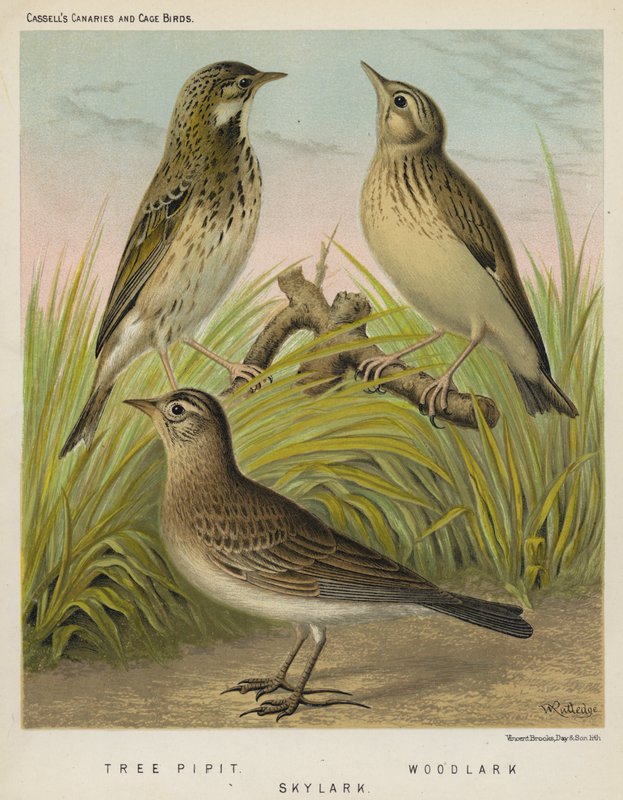 شجرة Pipit ، Woodlark ، Skylark (لون litho) بواسطة المدرسة الأوروبية
