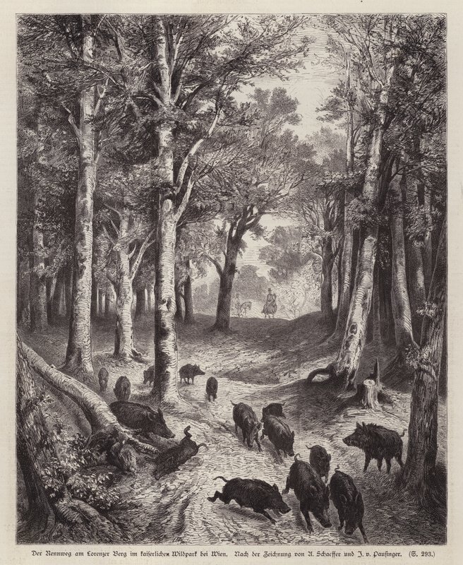 Wild boar on the Lorenzer Berg in the Imperial Park in Vienna, Austria (engraving) بواسطة المدرسة الأوروبية