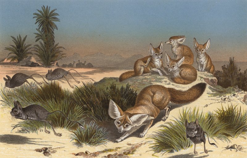 Wustenfuchs بواسطة المدرسة الأوروبية
