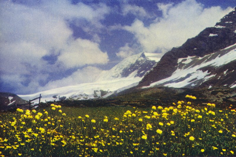 Trollius on the Simplon Pass (صورة) بواسطة فرانسيس سيدني سميث