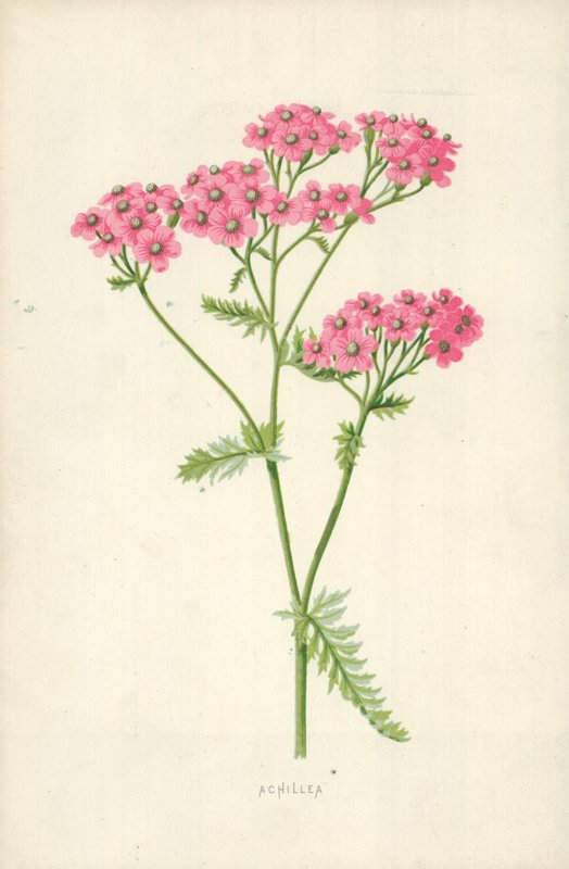 Achillea بواسطة فريدريك إدوارد هولم