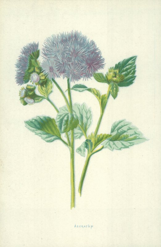 Ageratum بواسطة فريدريك إدوارد هولم