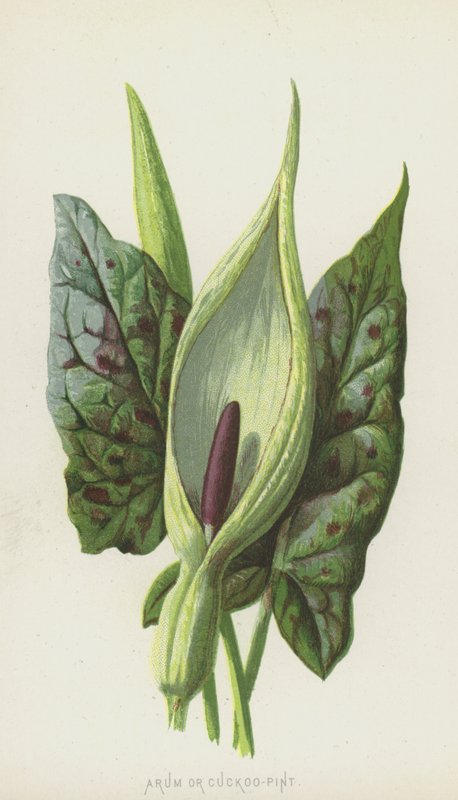 Arum أو Cuckoo-Pint (chromolitho) بواسطة فريدريك إدوارد هولم