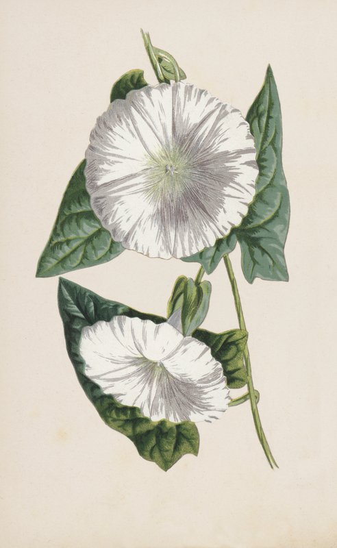 Bindweed (chromolitho) بواسطة فريدريك إدوارد هولم